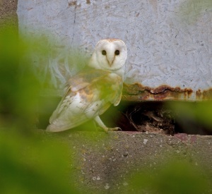 020 Barn Owl returning to nest